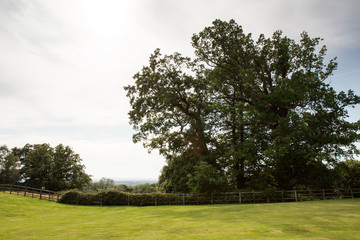 Fototapeta na wymiar trees in field in the countryside of UK