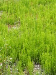 春の野に生い茂るスギナの葉