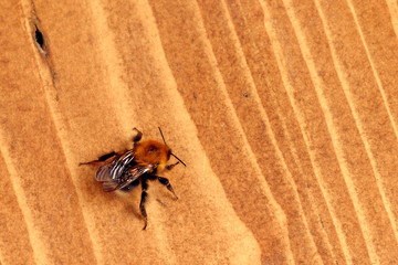 A bumblebee sits on a wooden surface