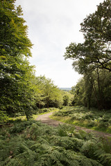 Fototapeta premium trees in field in the countryside of UK