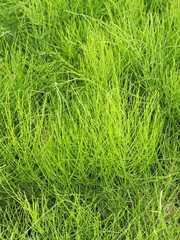 春の野に生い茂るスギナの葉