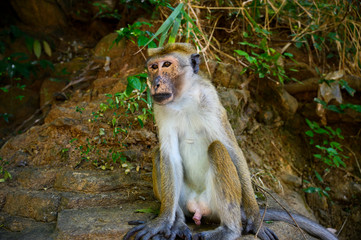 A monkey sits in the wild among the trees.