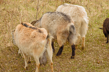 Obraz na płótnie Canvas Three goats Three goats graze together on a forest lawngraze together