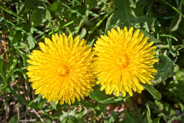 Summer background - green field with yellow blooming dandelions. Beautiful field with flowers.