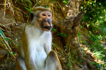 A monkey sits in the wild among the trees.