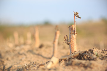 Dry cassava plantation, the concept of global warming