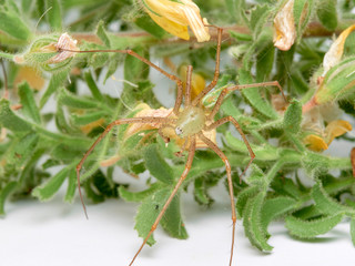 Green Lynx spider, Peucetia viridis
