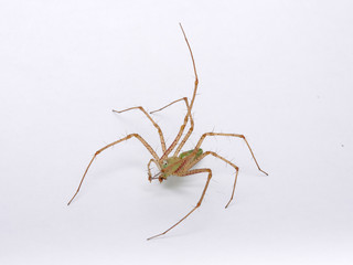 Green Lynx spider, Peucetia viridis