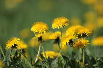 Summer background - green field with yellow blooming dandelions. Beautiful field with flowers.