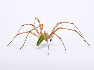 Green Lynx spider, Peucetia viridis