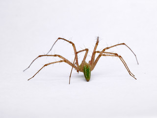 Green Lynx spider, Peucetia viridis