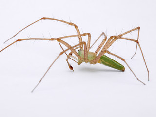 Green Lynx spider, Peucetia viridis