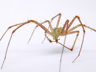 Green Lynx spider, Peucetia viridis