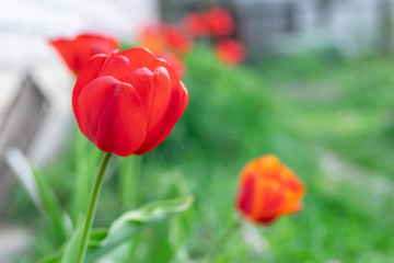 Obraz premium Saturrated red tulips that grow in the garden.