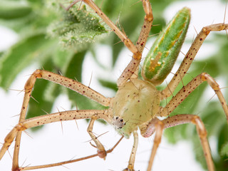 Green Lynx spider, Peucetia viridis