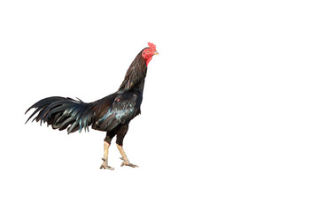 Male gamecock