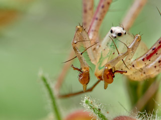 Green Lynx spider, Peucetia viridis
