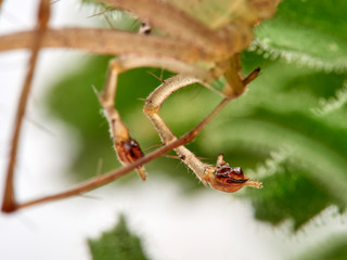 Green Lynx spider, Peucetia viridis
