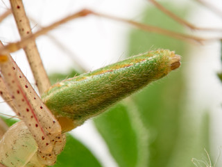 Green Lynx spider, Peucetia viridis