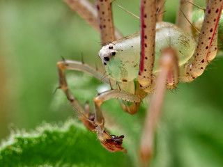 Green Lynx spider, Peucetia viridis