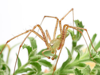 Green Lynx spider, Peucetia viridis