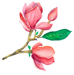 Fototapeta premium Pink magnolia watercolor. Isolated illustration of a pink magnolia branch on a white background.