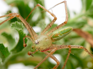 Green Lynx spider, Peucetia viridis