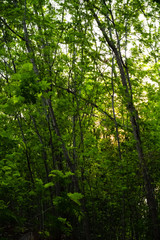 forest in the morning