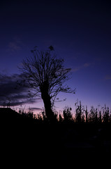 Obraz na płótnie Canvas silhouette of tree