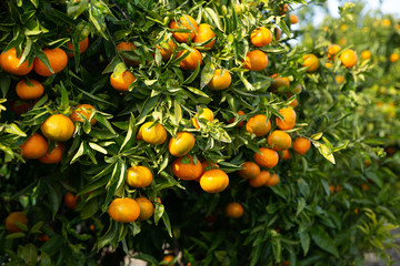 Ripe tangerines on trees