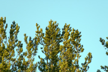 The tops of coniferous trees against a cloudless sky