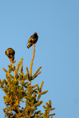 Two large birds sit on the top of a fir tree against a cloudless sky