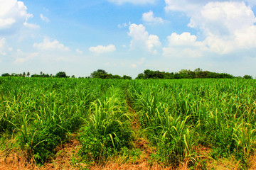 The scenery of beautiful green grassland.