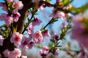 Fototapeta na wymiar Pink peach flowers on tree