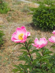 Obraz premium 初夏の庭に咲く華やかな芍薬の花