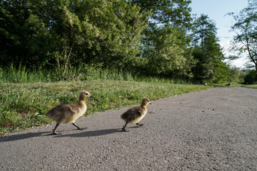 Küken Kanadagans (ranta canadensis) überqueren Fußweg