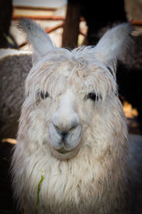 Fototapeta premium Alpacas - peru