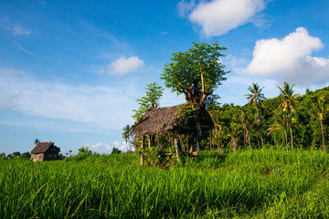 wooden shelter and s hut on the rice field and a blue sky. Bali, Indonesia