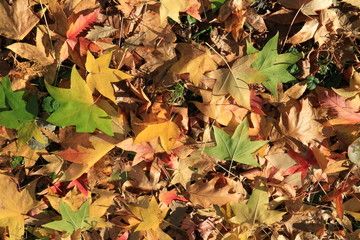 Autumn leaves. Green grass. Abstract background. Macro.