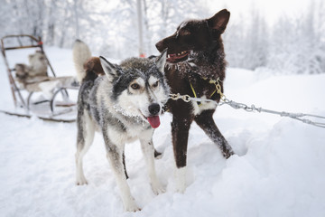 Schlilttenhunde mit Schlitten, Huskys with sled in snow