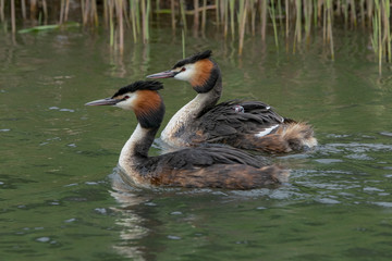 Great Crested Grebe, waterbird (Podiceps cristatus) with juvenile on his back. Great crested grebe with youngsters.