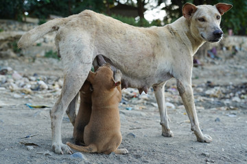 Straßenhunde werden gesäugt