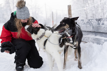 Touristin streichelt Schlittenhunde in Lappland, Finnland