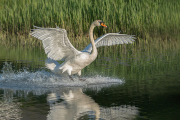 Mute Swan (Cygnus olor) landing from flight.
