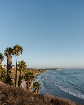 Palm Trees and Clear Blue Skies in Encinitas, Southern California