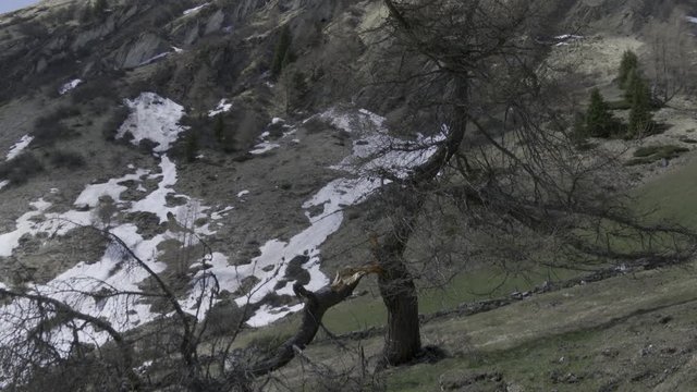 Gro&szlig;glockner, h&ouml;chster Berg &Ouml;sterreichs, K&ouml;dnitztal, J&ouml;rgnalm, Baumgrenze, Baum, L&auml;rche, Baumstamm, verkr&uuml;ppelt, Laubbaum, Baumstamm, Stamm, Blitzschlag, Gespalten, zweist&auml;mmig, abgebrochen, Bruchstel