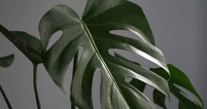 Monstera Deliciosa shaking in the wind 4K cinematic