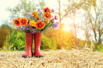 garden flowers in red rubber boots. rustic summer or autumn composition. country style. copy space