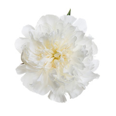 Gentle light peony flower isolated on white background.