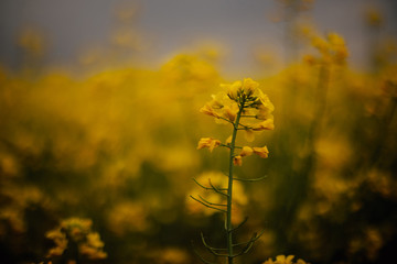 Obraz premium landscape cenic rural with yellow rape, rapeseed or canola field. Rapeseed field, Blooming canola flowers close up. Rape on the field in summer. Bright Yellow rapeseed oil. Flowering rapeseed